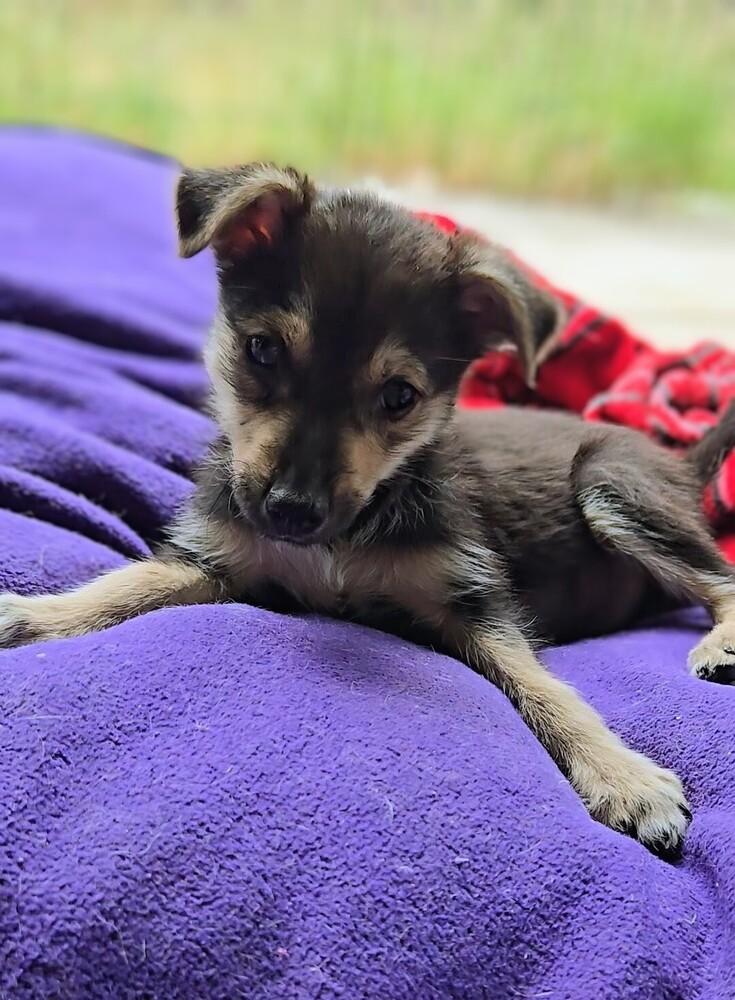 Ladybug, a Adoptable mixed breed in Evergreen, CO image 6/6