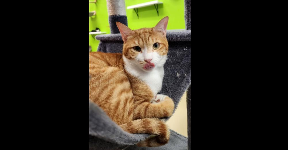 Luca, Adoptable, Young Male Tabby & Domestic Short Hair.