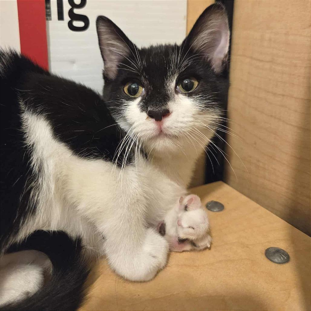 Enlarge Katie Purric, a Adoptable Domestic Short Hair in Fayetteville, GA image 1/6