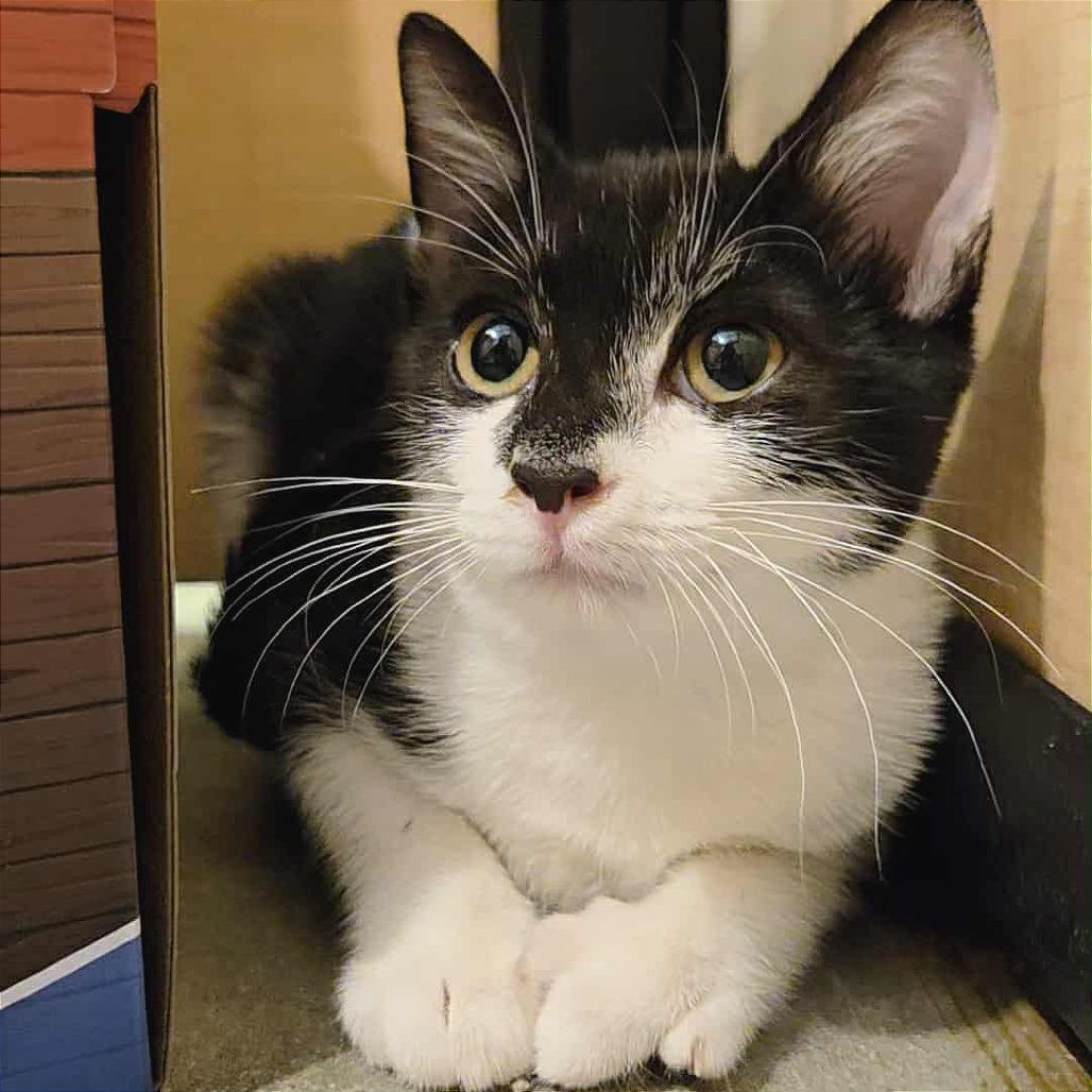 Enlarge Katie Purric, a Adoptable Domestic Short Hair in Fayetteville, GA image 2/6