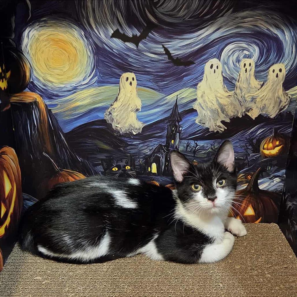 Enlarge Katie Purric, a Adoptable Domestic Short Hair in Fayetteville, GA image 3/6