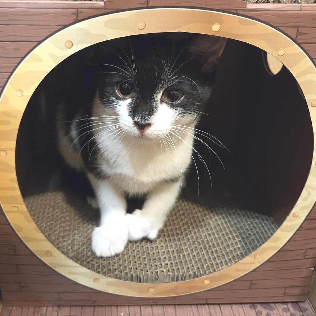 Enlarge Katie Purric, a Adoptable Domestic Short Hair in Fayetteville, GA image 6/6