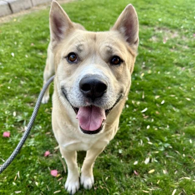 Enlarge GUERO, a Adoptable mixed breed in Mesa, AZ image 1/1