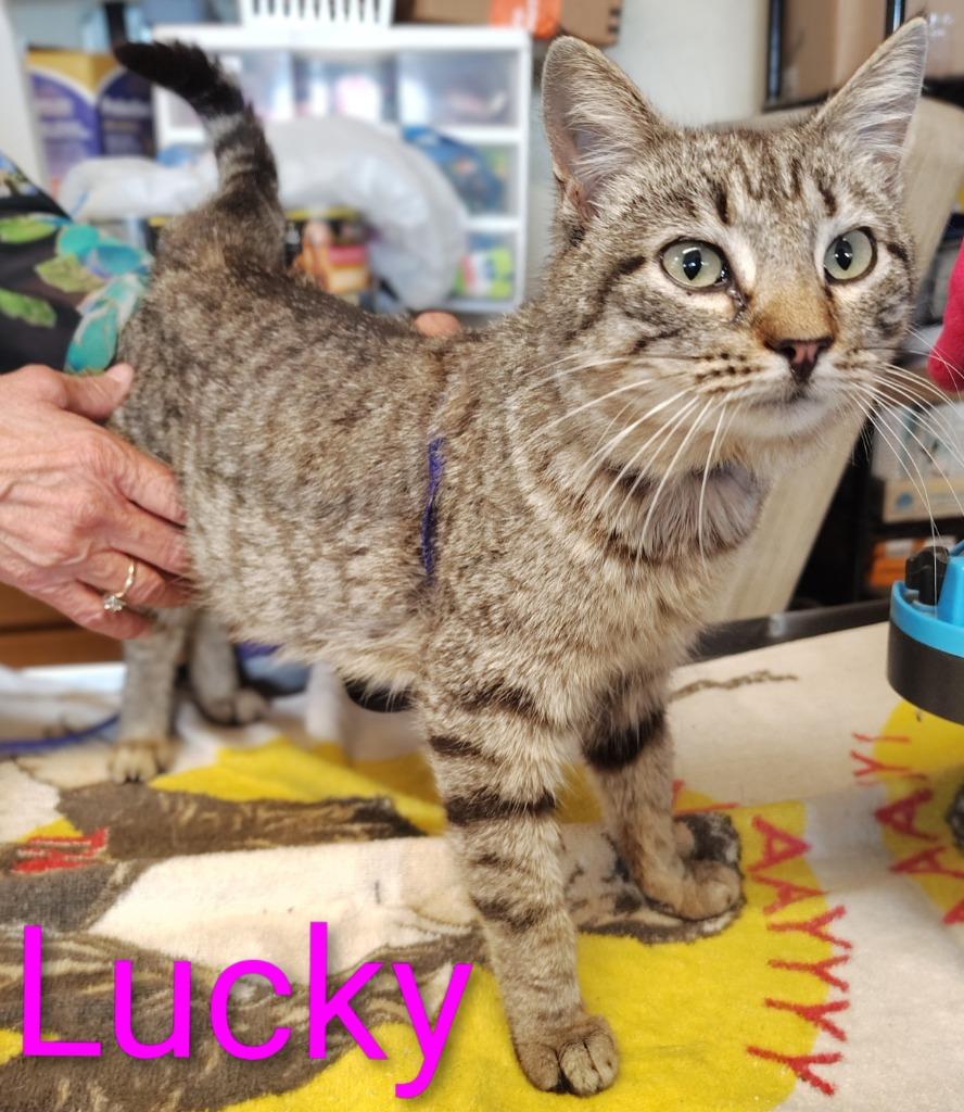 Lucky, Adoptable, Young Female Domestic Short Hair.
