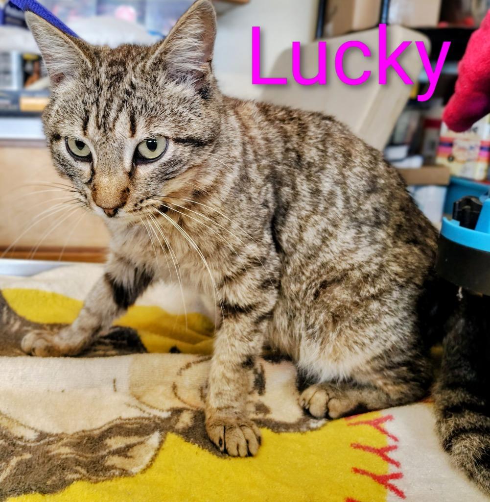 Enlarge Lucky, a Adoptable mixed breed in Mena, AR image 2/2