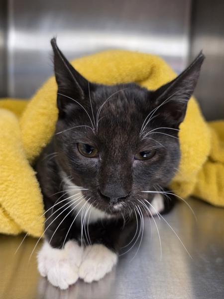 Coriander, Adoptable, Kitten Male Domestic Medium Hair.