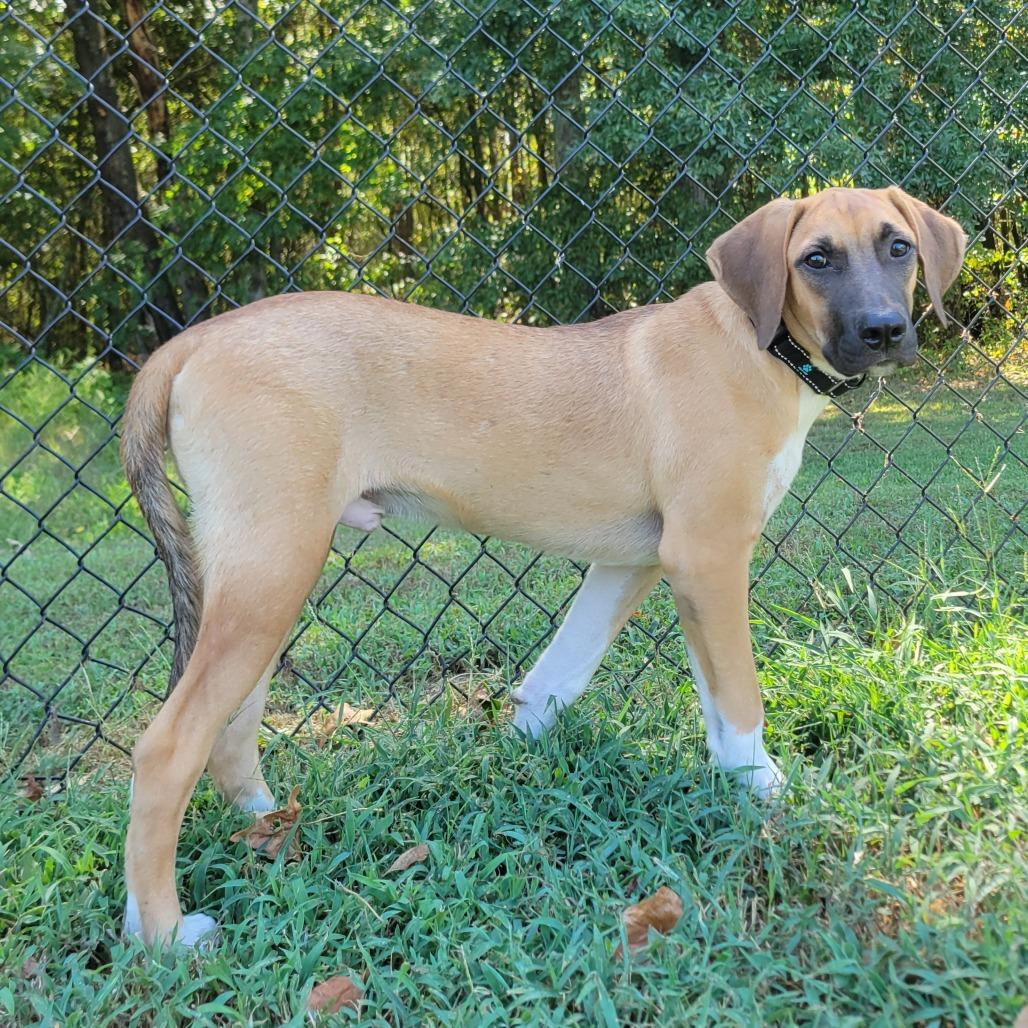 Enlarge Long John, a Adoptable mixed breed in Cabot, AR image 1/4