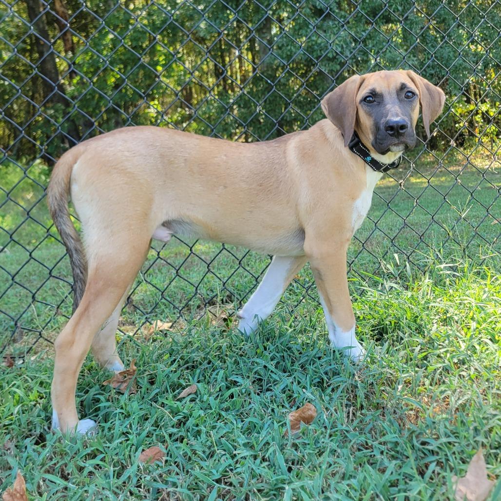 Enlarge Long John, a Adoptable mixed breed in Cabot, AR image 2/4