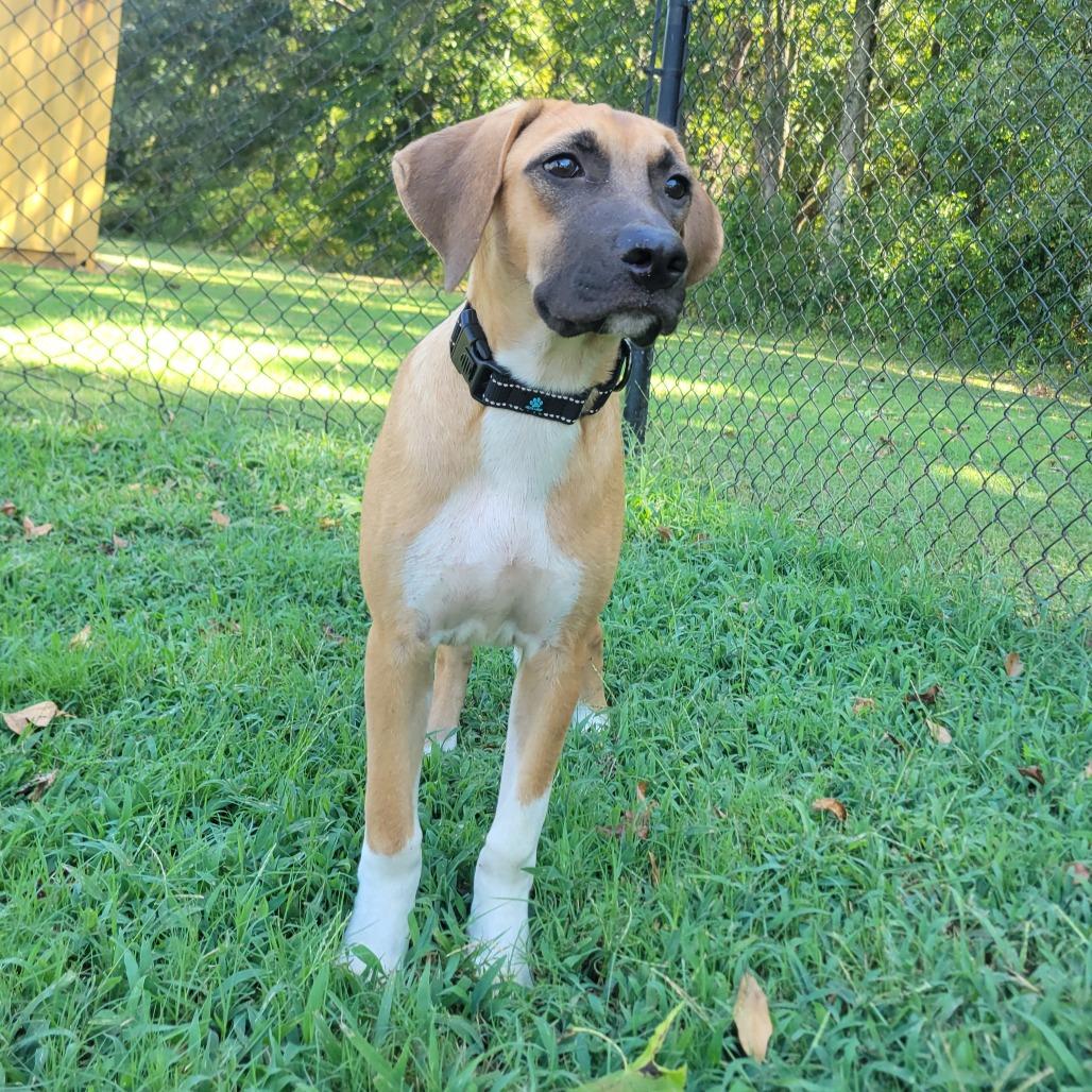 Enlarge Long John, a Adoptable mixed breed in Cabot, AR image 3/4