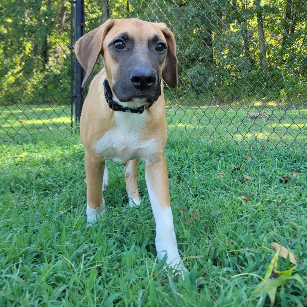 Enlarge Long John, a Adoptable mixed breed in Cabot, AR image 4/4
