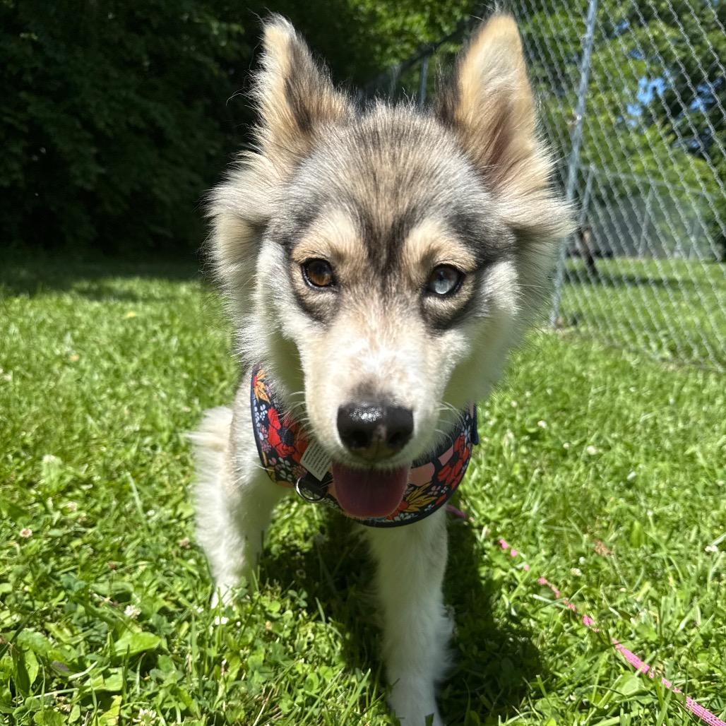 Wendy, a Adoptable mixed breed in Muncie, IN image 2/6