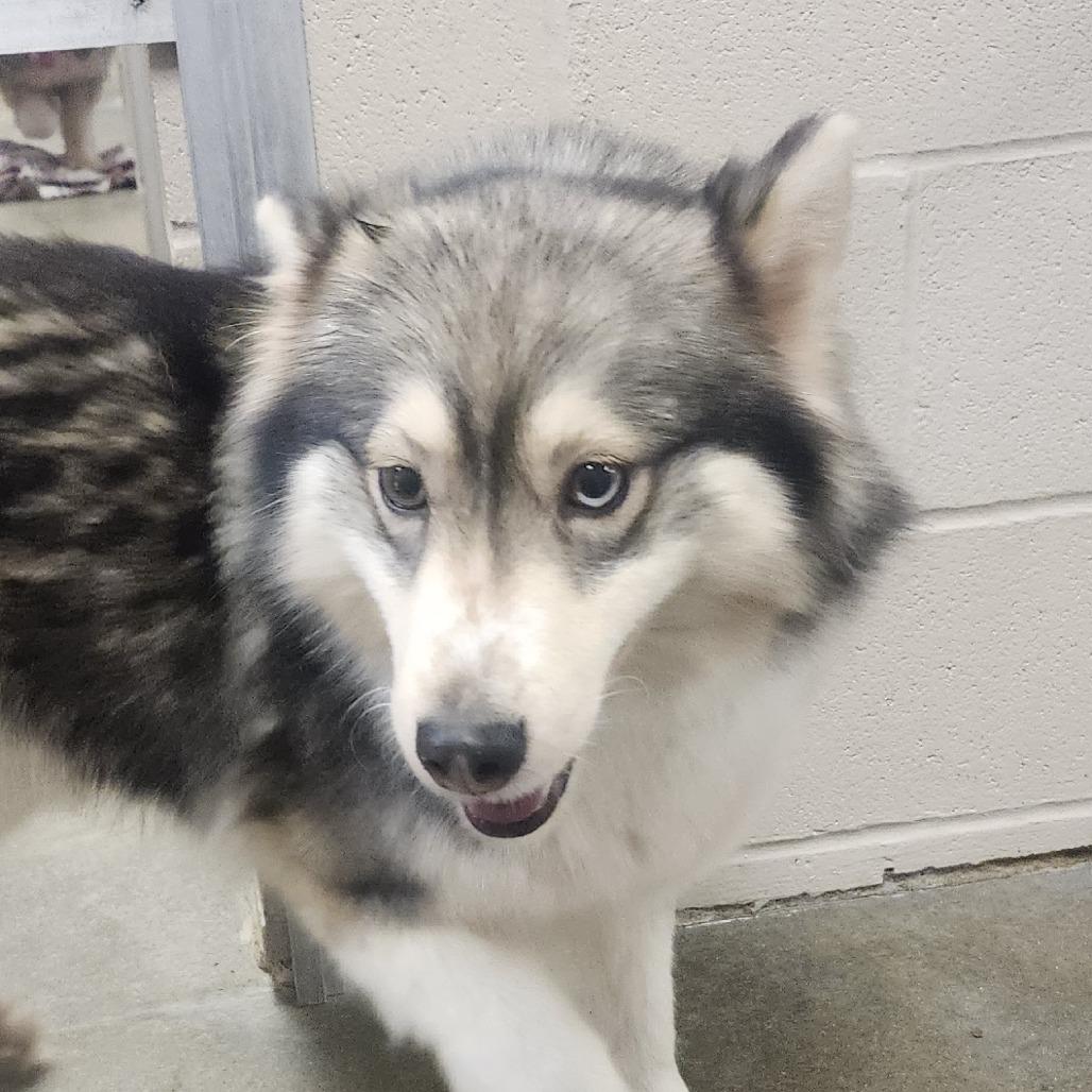 Enlarge Wendy, a Adoptable mixed breed in Muncie, IN image 1/1