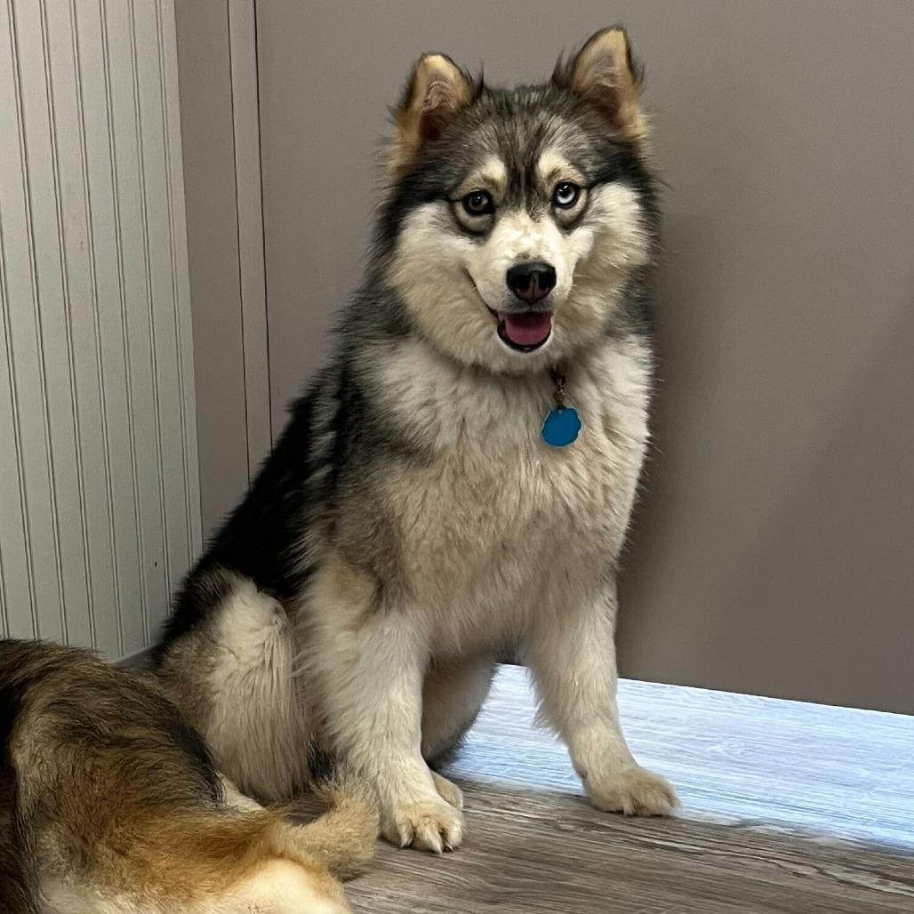 Wendy, Adoptable, Adult Female Husky & Chow Chow.