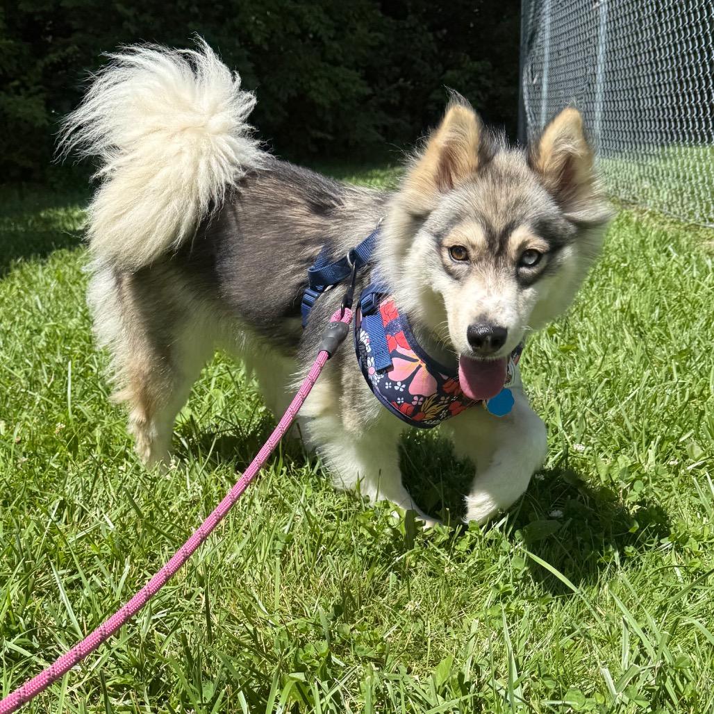Wendy, a Adoptable mixed breed in Muncie, IN image 4/6