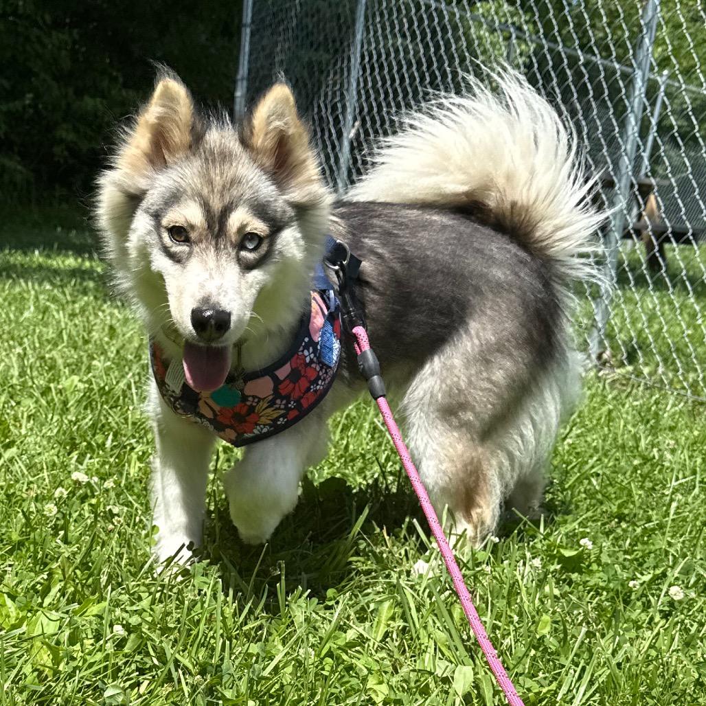 Wendy, a Adoptable mixed breed in Muncie, IN image 5/6
