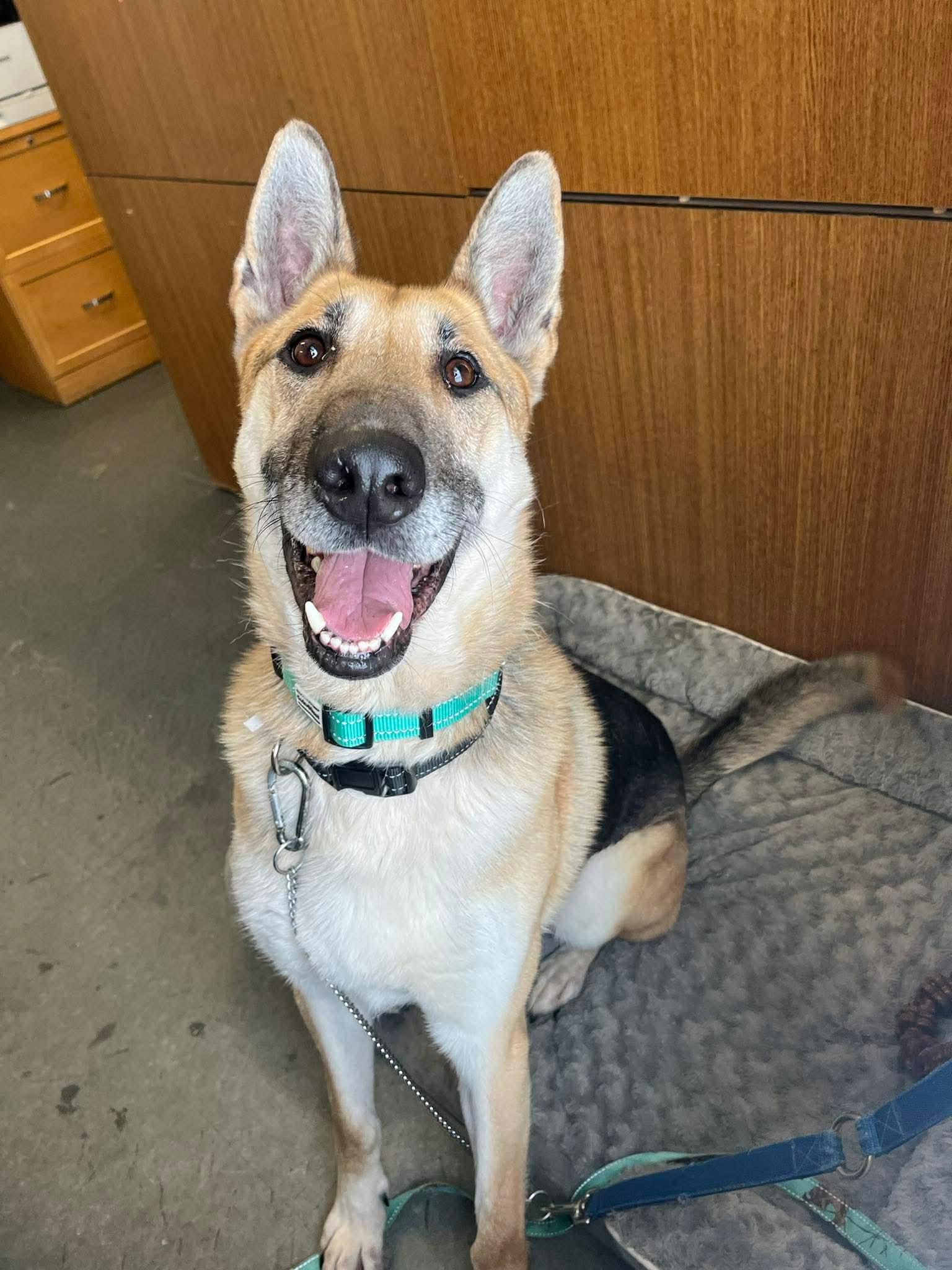 Ian, ADOPTABLE, Adult Male German Shepherd Dog.