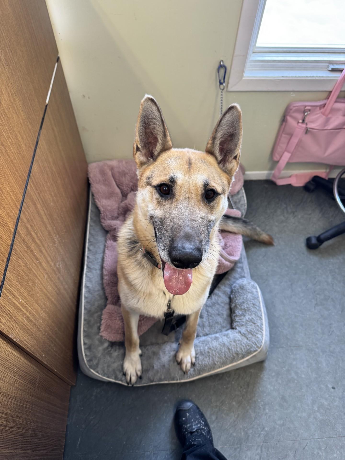 Ian, a ADOPTABLE mixed breed in Port Perry, ON image 2/2