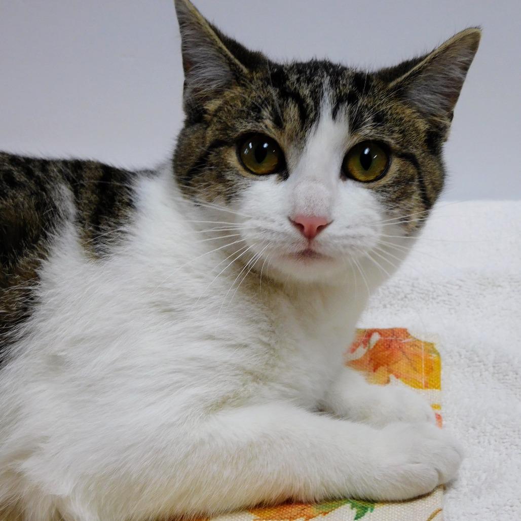 Mary, a Adoptable Domestic Short Hair in St. Peters, MO image 2/6