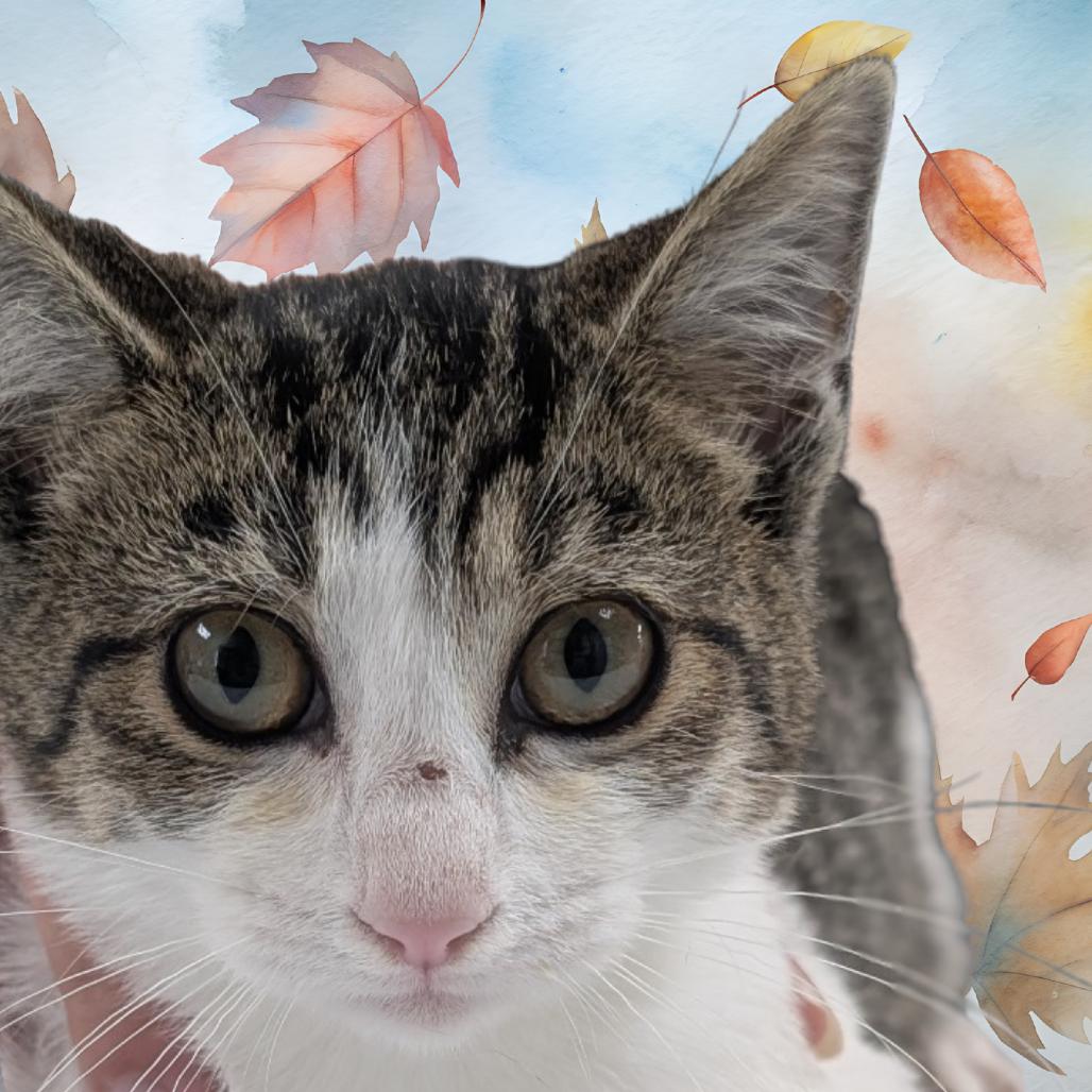 Mary, a Adoptable Domestic Short Hair in St. Peters, MO image 3/6