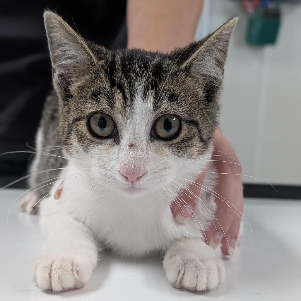 Mary, a Adoptable Domestic Short Hair in St. Peters, MO image 4/6