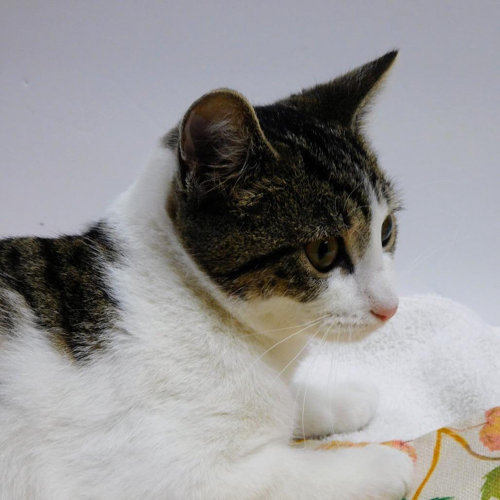 Mary, a Adoptable Domestic Short Hair in St. Peters, MO image 6/6