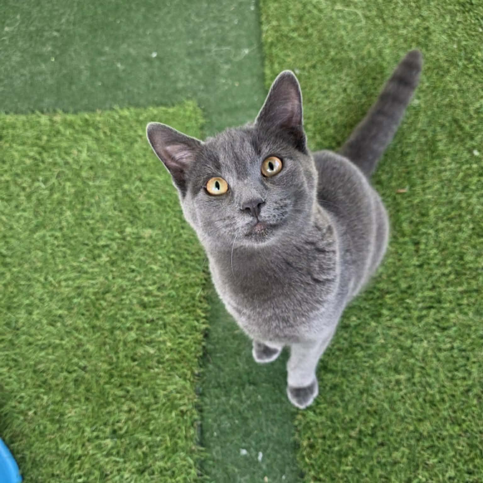 Porter, ADOPTABLE, Kitten Male Domestic Short Hair.