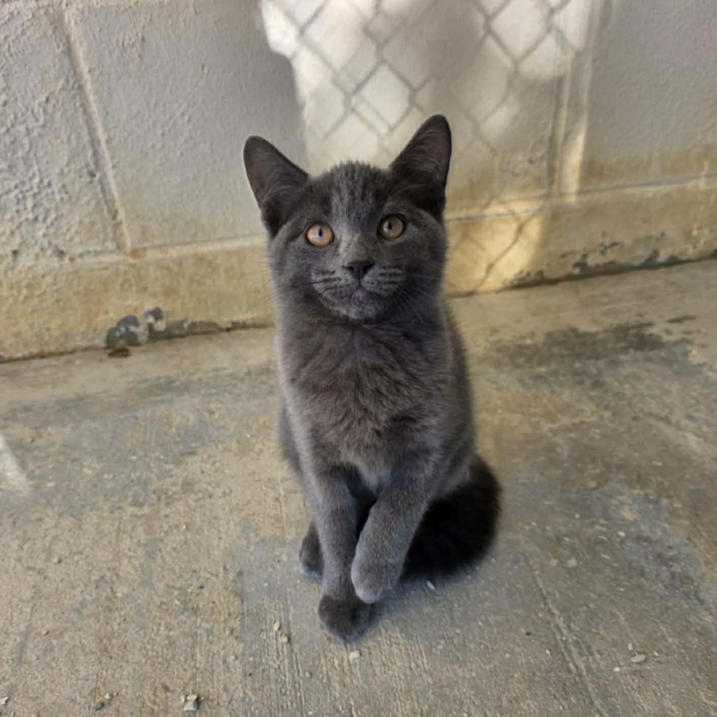 Porter, ADOPTABLE, Kitten Male Domestic Short Hair.