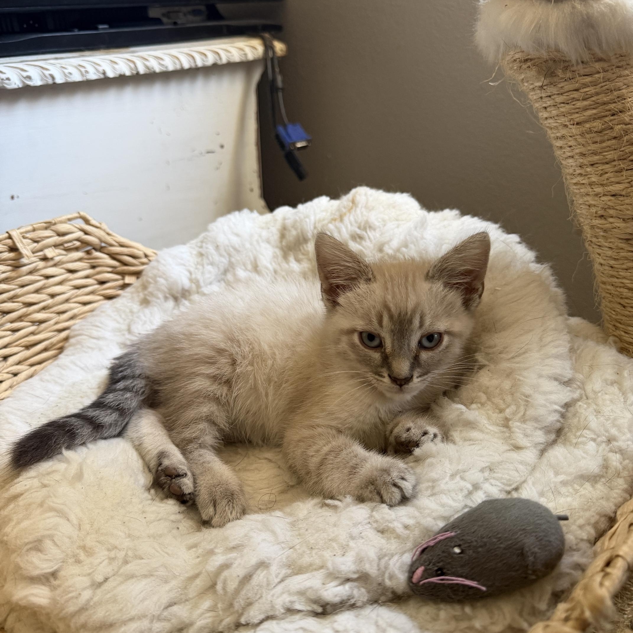 Enlarge River, a ADOPTABLE mixed breed in Orange, CA image 5/5