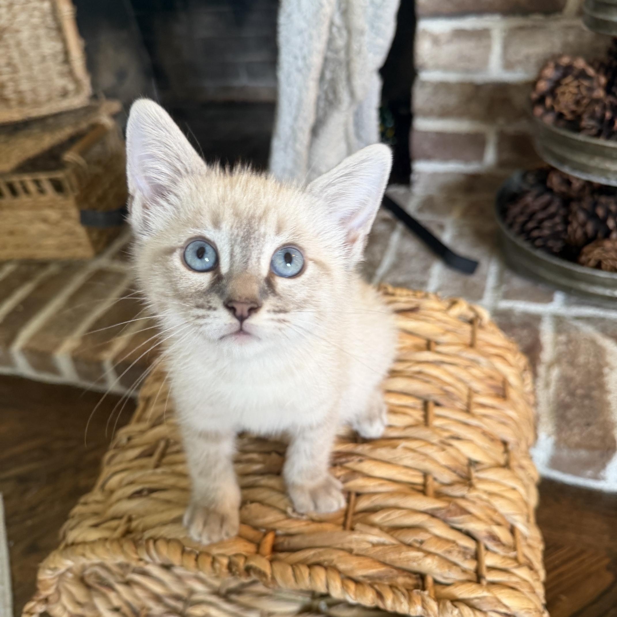 Enlarge River, a ADOPTABLE mixed breed in Orange, CA image 1/5