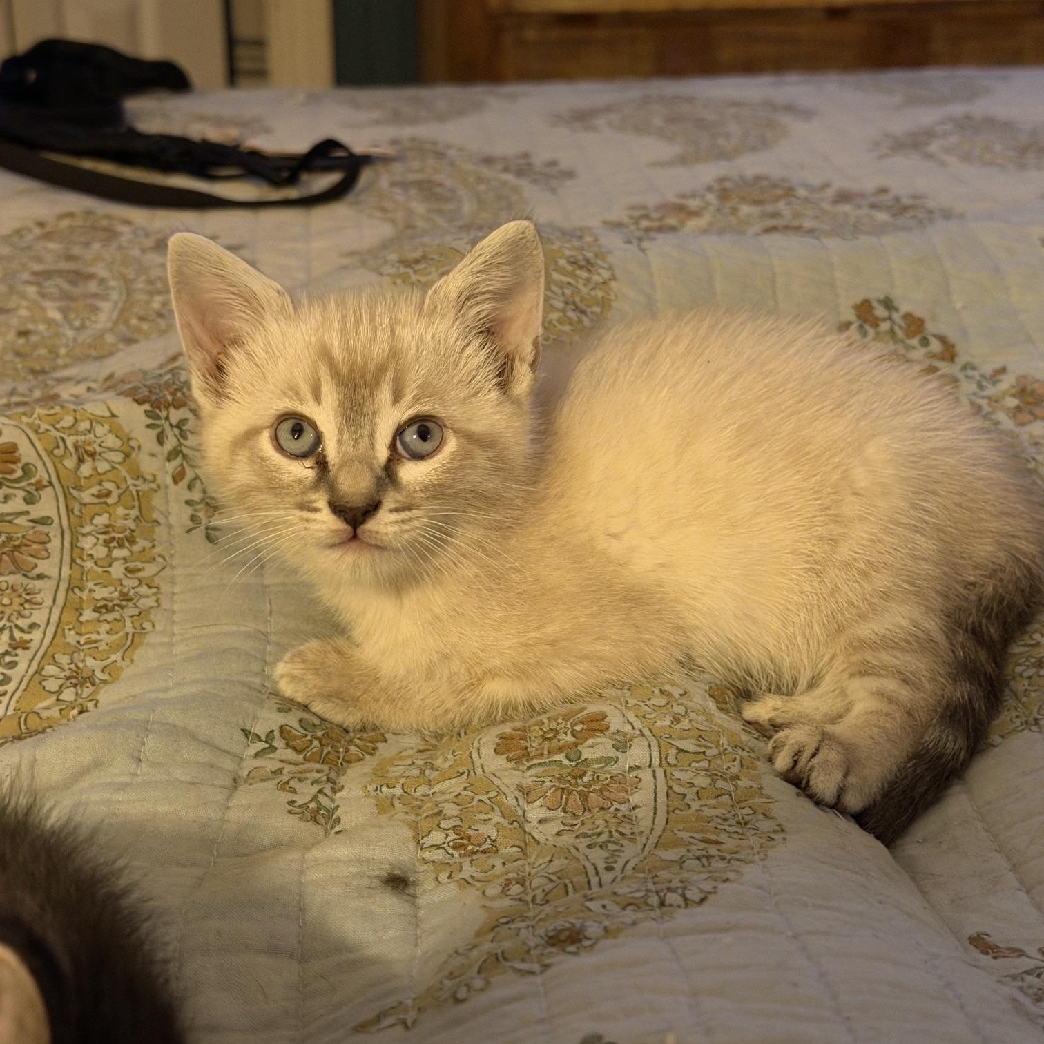 Enlarge River, a ADOPTABLE mixed breed in Orange, CA image 3/5