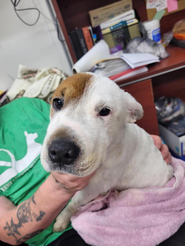 Teddy Bear, Adoptable, Puppy Female Pit Bull Terrier.