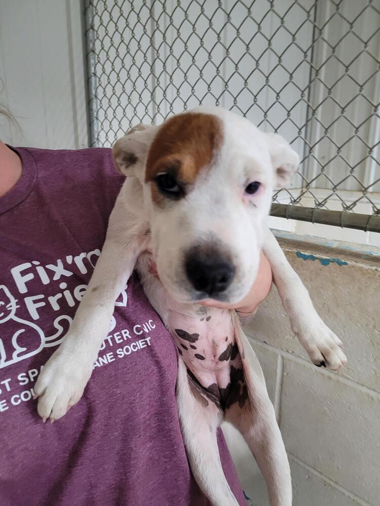 Teddy Bear, Adoptable, Puppy Female Pit Bull Terrier.