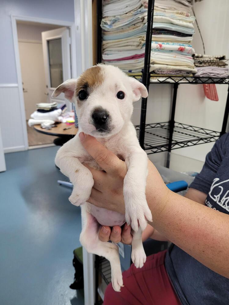 Enlarge Teddy Bear, a Adoptable mixed breed in Linton, IN image 6/6