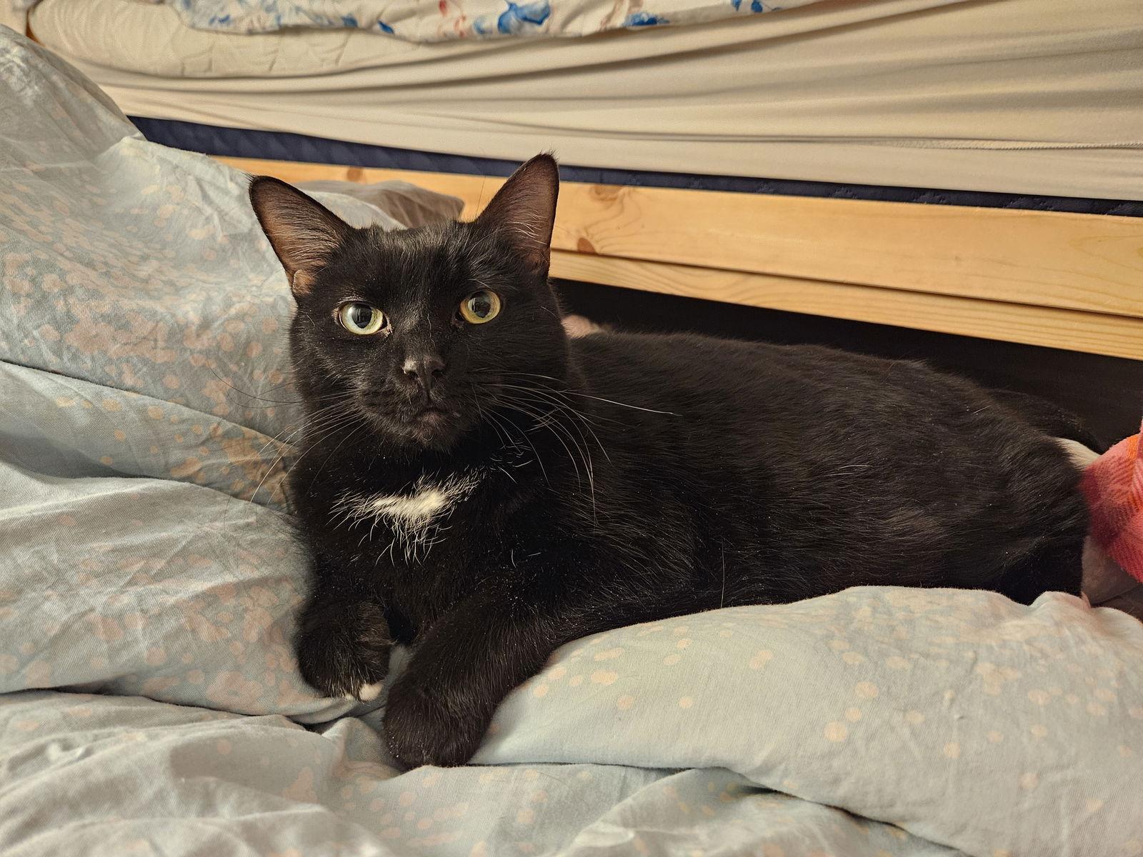 Sadie (Happy SIngle), Adoptable, Adult Female Domestic Short Hair.