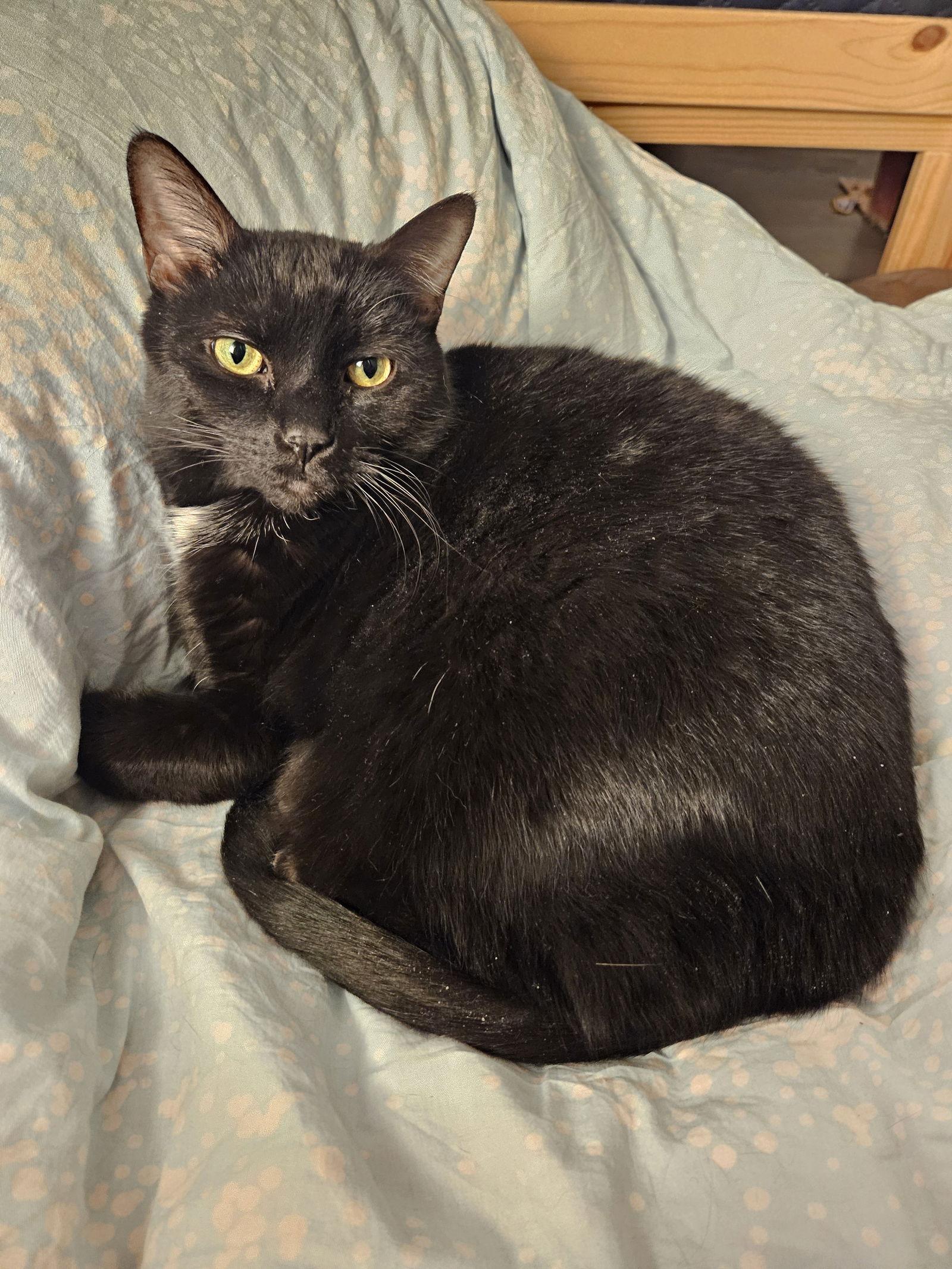 Sadie (Happy SIngle), a Adoptable Domestic Short Hair in Richmond Hill, ON image 2/3