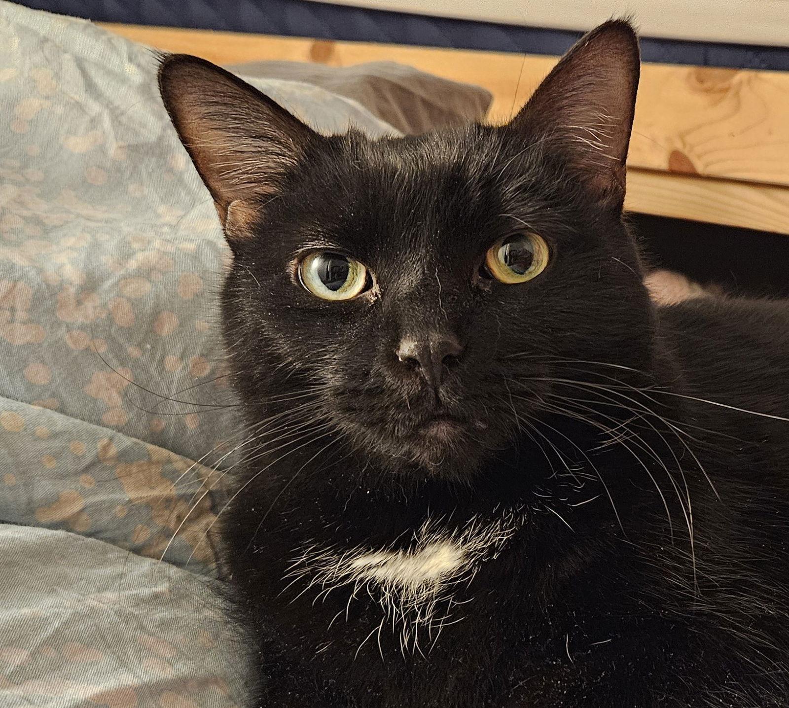 Sadie (Happy SIngle), a Adoptable Domestic Short Hair in Richmond Hill, ON image 3/3