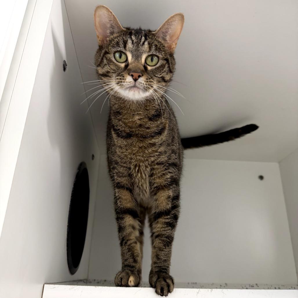 Enlarge Jade, a Adoptable mixed breed in Jasper, IN image 1/4