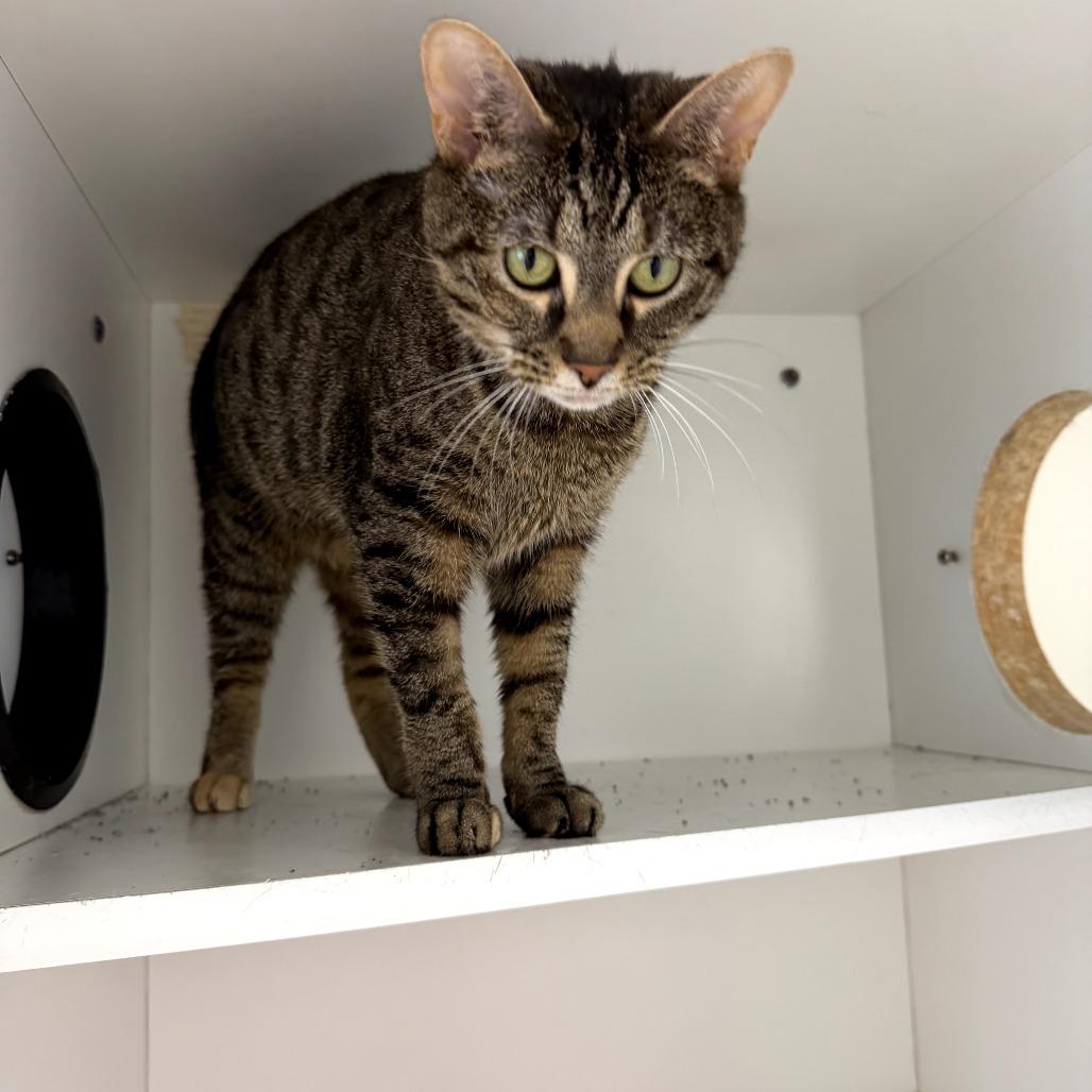 Enlarge Jade, a Adoptable mixed breed in Jasper, IN image 2/4