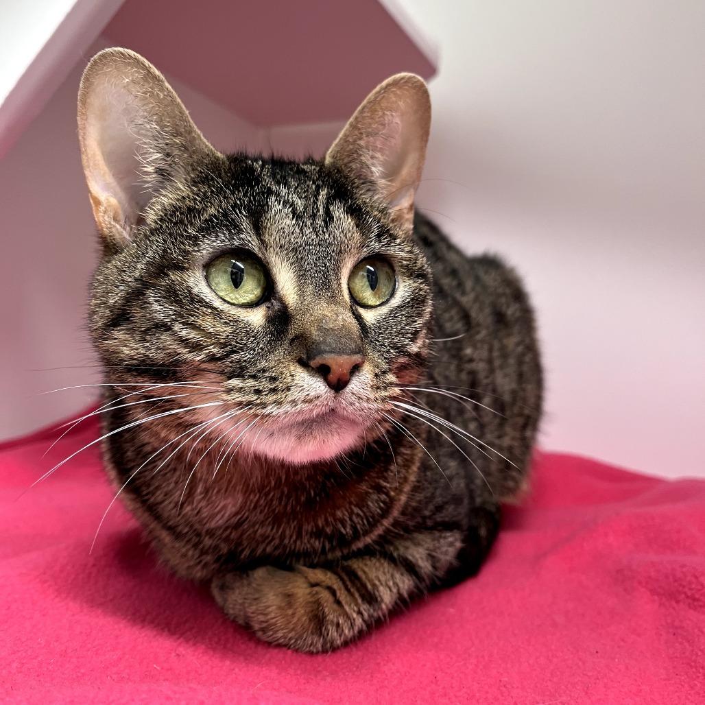 Enlarge Jade, a Adoptable mixed breed in Jasper, IN image 3/4