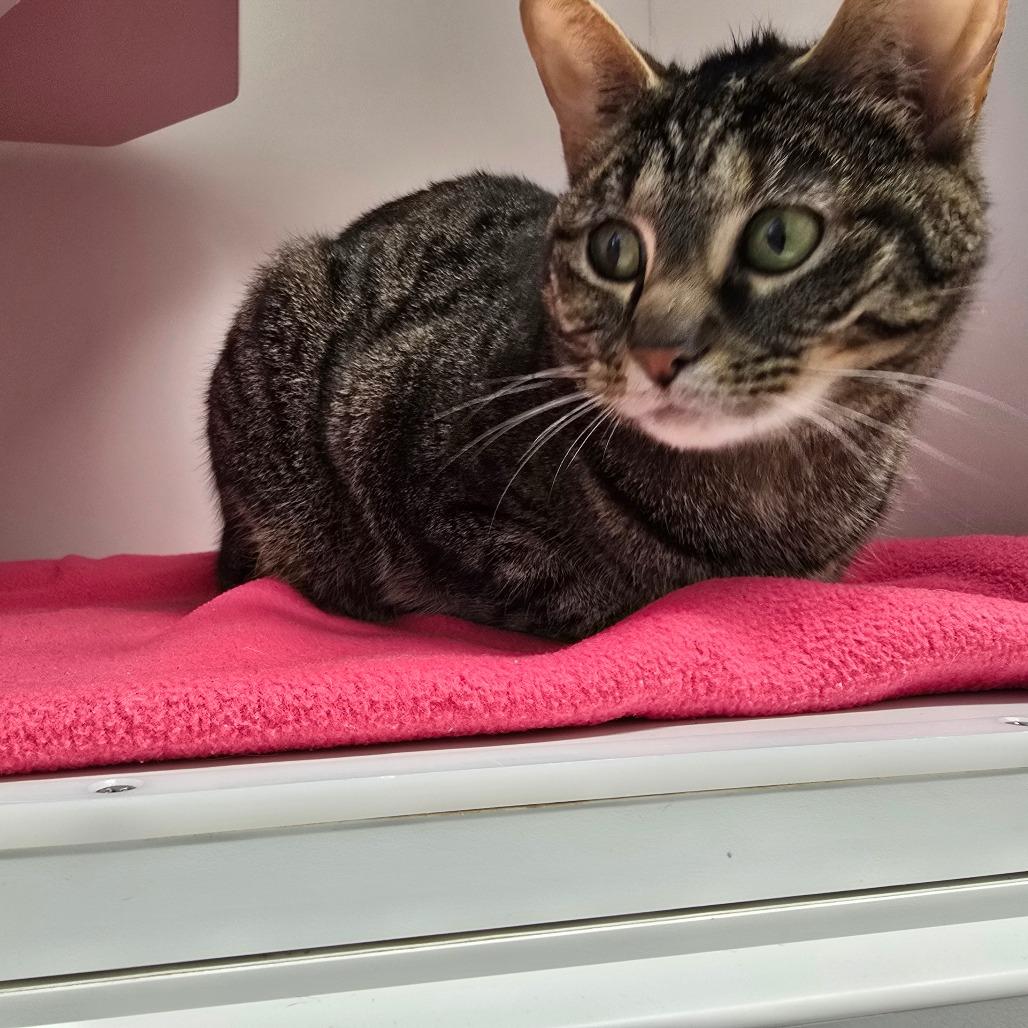 Enlarge Jade, a Adoptable mixed breed in Jasper, IN image 4/4