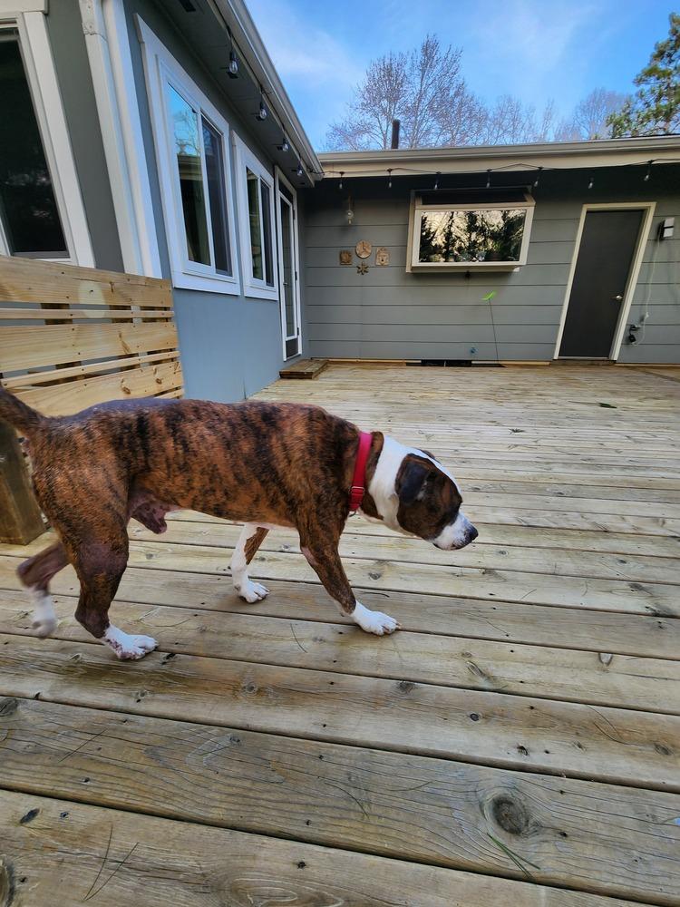 Enlarge Goliath (26-040 D), a Adoptable mixed breed in Lansing, MI image 1/3