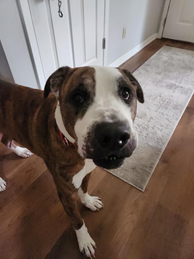 Enlarge Goliath (26-040 D), a Adoptable mixed breed in Lansing, MI image 2/3