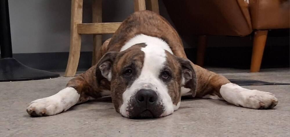 Goliath (26-040 D), Adoptable, Senior Male Mixed Breed.