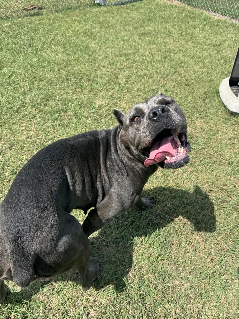 Poison Oak, a Adoptable Cane Corso in Belton, TX image 1/3