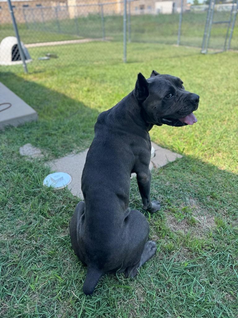 Poison Oak, a Adoptable Cane Corso in Belton, TX image 2/3