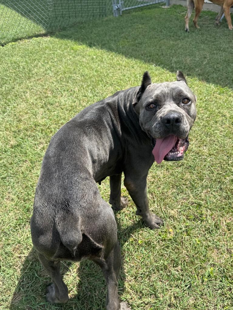 Poison Oak, a Adoptable Cane Corso in Belton, TX image 3/3