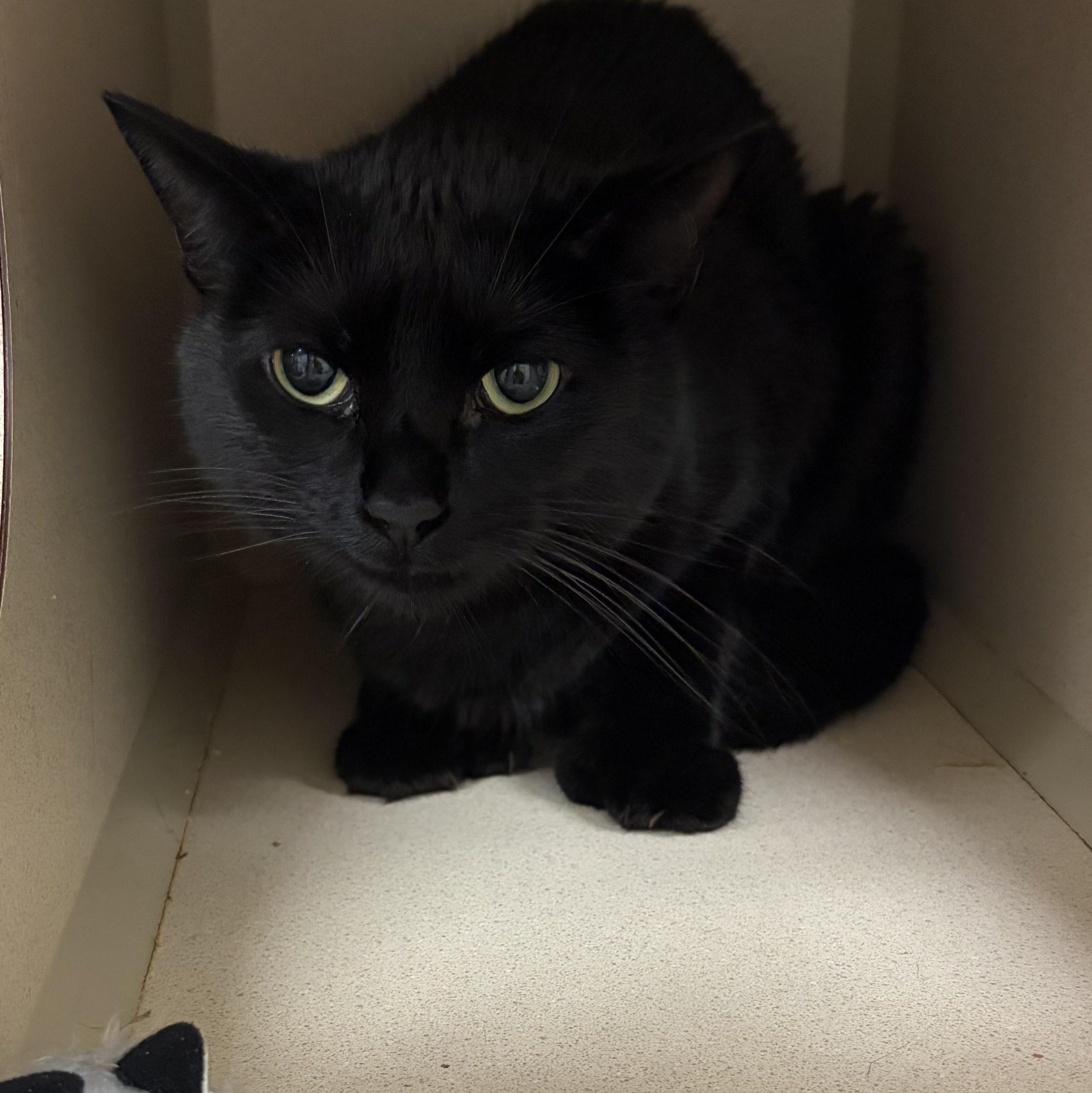Enlarge BELLA, a ADOPTABLE Domestic Short Hair in Gardner, MA image 1/1