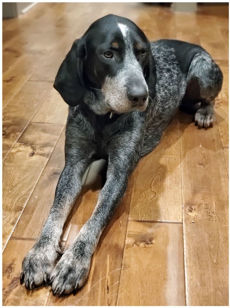 Enlarge Major, a Adopted Bluetick Coonhound in Nashville, TN image 1/4