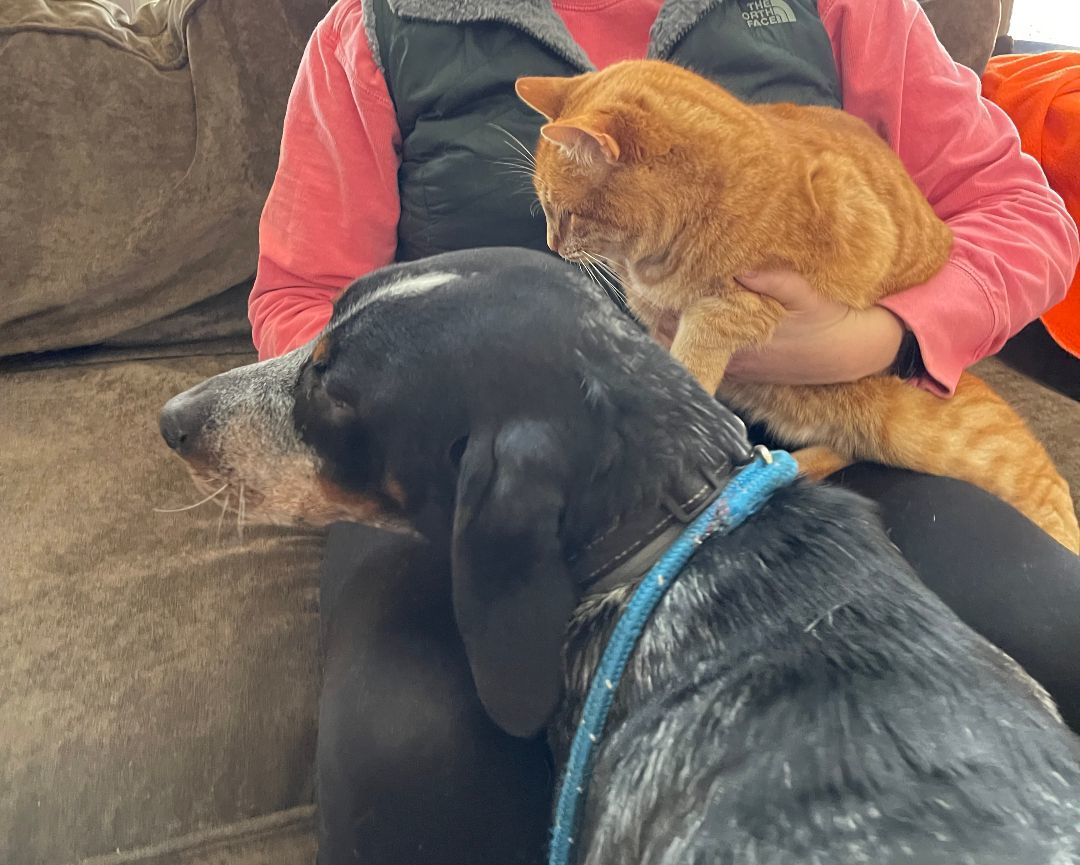 Enlarge Major, a Adopted Bluetick Coonhound in Nashville, TN image 3/4