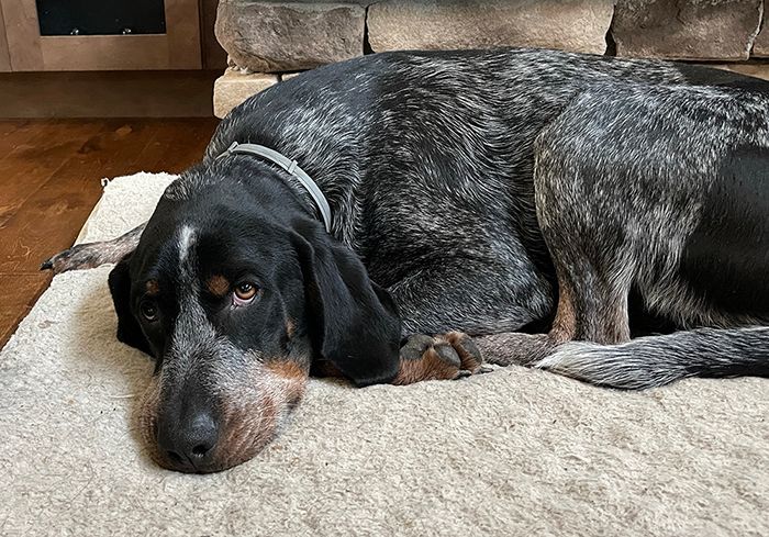 Major, Adopted, Adult Male Bluetick Coonhound.